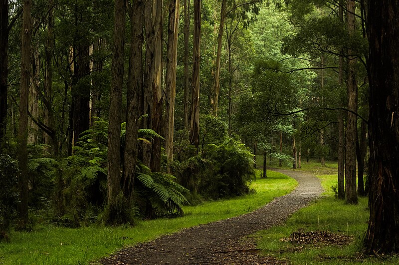 File:Coles Ridge Trail.jpg