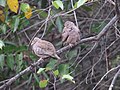 Columbina passerina Common Ground-Dove (33210352156).jpg