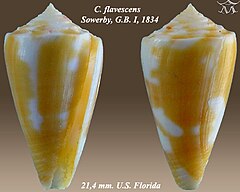 Description de l'image Conus flavescens 1.jpg.