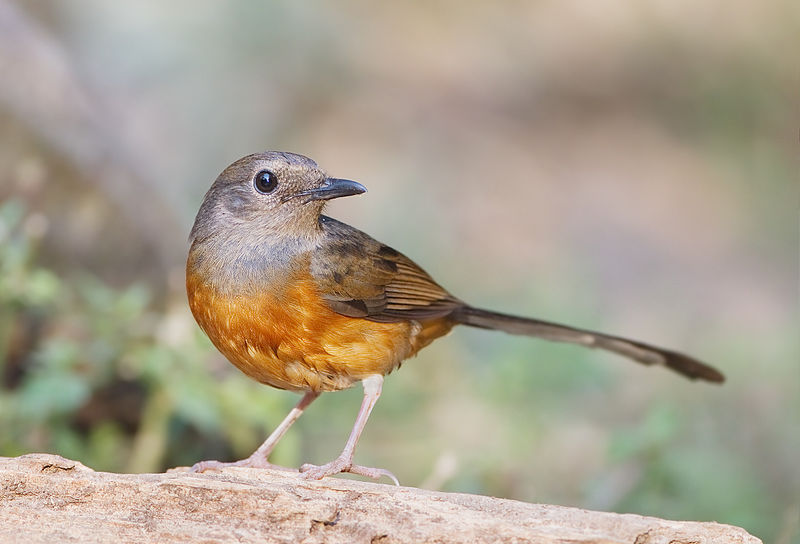 File:Copsychus malabaricus - Khao Yai.jpg