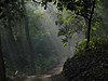 Dense forest area in Corbett National Park