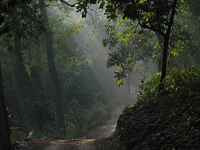 Леса в индии. Корбетт национальный парк фото. Корбетты горы. Индия лес. Густые леса в Индии.