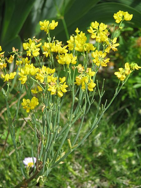 File:Coronilla juncea - Flickr - peganum.jpg