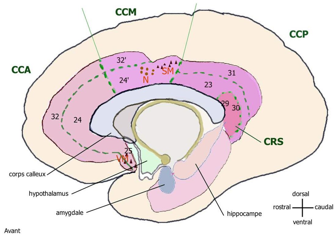 Gyrus cingulaire