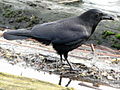 Corvus brachyrhynchos