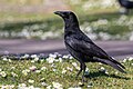 * Nomination Carrion crow in Parc Georges-Valbon, France. --Alexis Lours 20:19, 19 March 2022 (UTC) * Promotion  Support Good quality. --Steindy 00:07, 20 March 2022 (UTC)