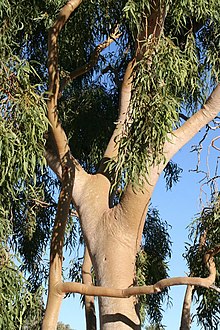 Corymbia blakei.jpg