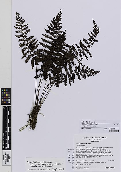 File:Coryphopteris n. sp. (AM AK356669).jpg