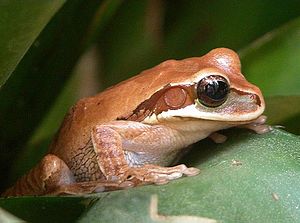 Froschlurche: Frösche, Kröten, Unken, Merkmale, Fortpflanzung und Individualentwicklung