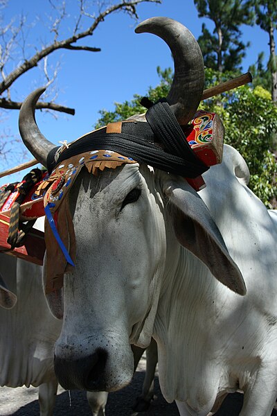 Typical headdress of Costa Rican oxen