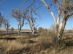 Cottonwoods, Vaughn NM.jpg