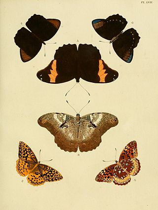 <i>Selenophanes</i> Genus of brush-footed butterflies