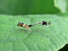 Cricotopus bicinctus (Chironomidae sp.), ארנהם, הולנד.jpg