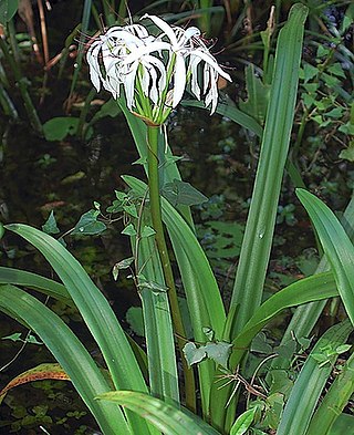 <i>Crinum americanum</i> Species of flowering plants in the family Amaryllidaceae