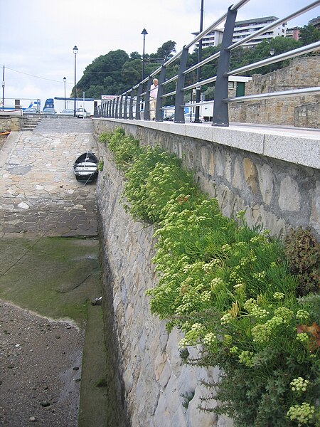 File:Crithmum maritimum 20080801 105706 Getxo 43p3489N 3p0148W r.jpg