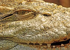 A crocodile with thin vertical slit pupils