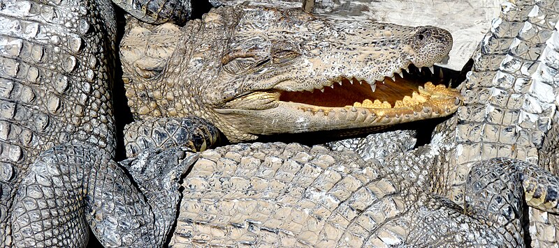 File:Crocs in Cambodia.jpg