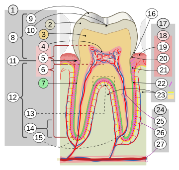 Dentina