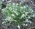 Cryptantha flavoculata