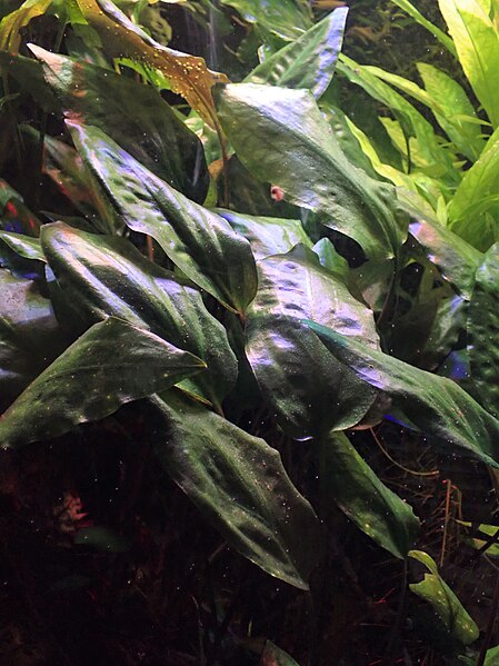 File:Cryptocoryne cordata kz01.jpg