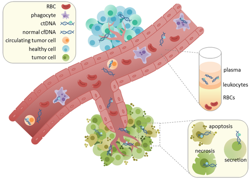 Circulating tumor DNA (ctDNA) is found in serum and plasma fractions from blood. The mechanism of ctDNA release is unknown, though apoptosis, necrosis, and active secretion from tumor cells have been hypothesized. Once ctDNA is isolated, it can be sequenced for mutational analysis. CtDNA in circulation.png