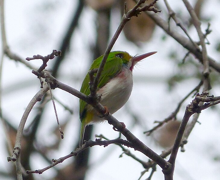 File:Cuban Tody. Todus multicolor - Flickr - gailhampshire (2).jpg