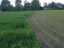 Difference of soil cover by vegetation for two crops (winter wheat vs. maize) at the end of May, in central Belgium Cultures-Ath.jpg