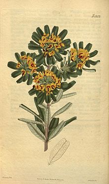 Curtis 'Botanical Magazine - Tafel 2212 - Gastrolobium bilobum.jpg