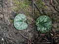 Cyclamen purpurascens leaves