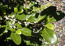 Cyclophyllum coprosmoides цветы и листва.jpg