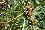 Thumbnail for Cyperus sanguinolentus