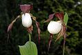 Cypripedium kentuckiense