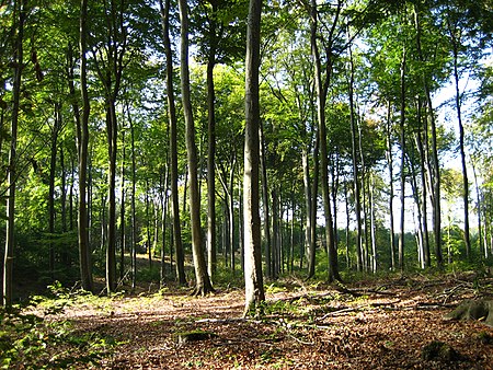 Dübener Heide beeches1