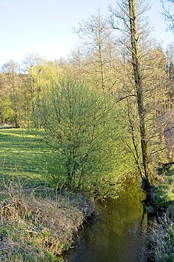 Dürrschweinnaab bei Buch.jpg