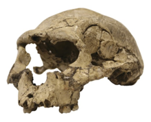 Dmanisi Skull 2 (D2282) D2282 (H. erectus - Georgian).png