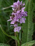 Thumbnail for Dactylorhiza majalis subsp. baltica