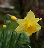 The Daffodil, the floral emblem of March Daffodil.jpg