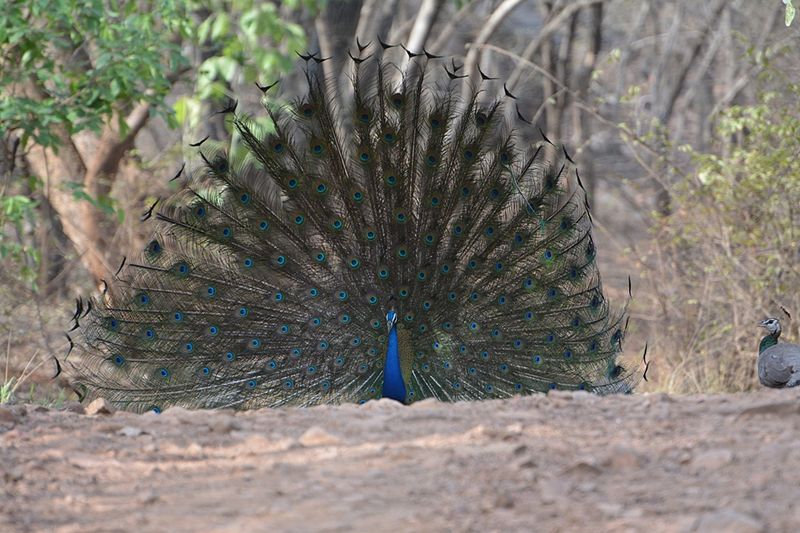 File:Dancing Peacock in Ranathambhore.jpg
