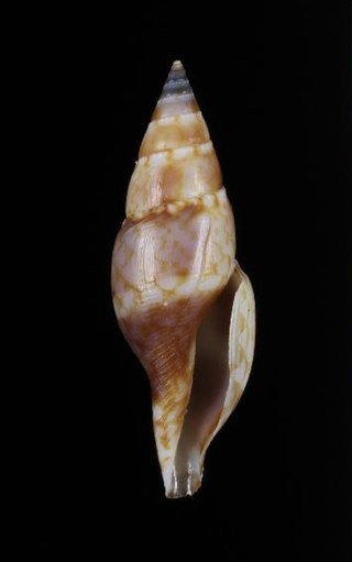 <i>Daphnella mitrellaformis</i> Species of gastropod