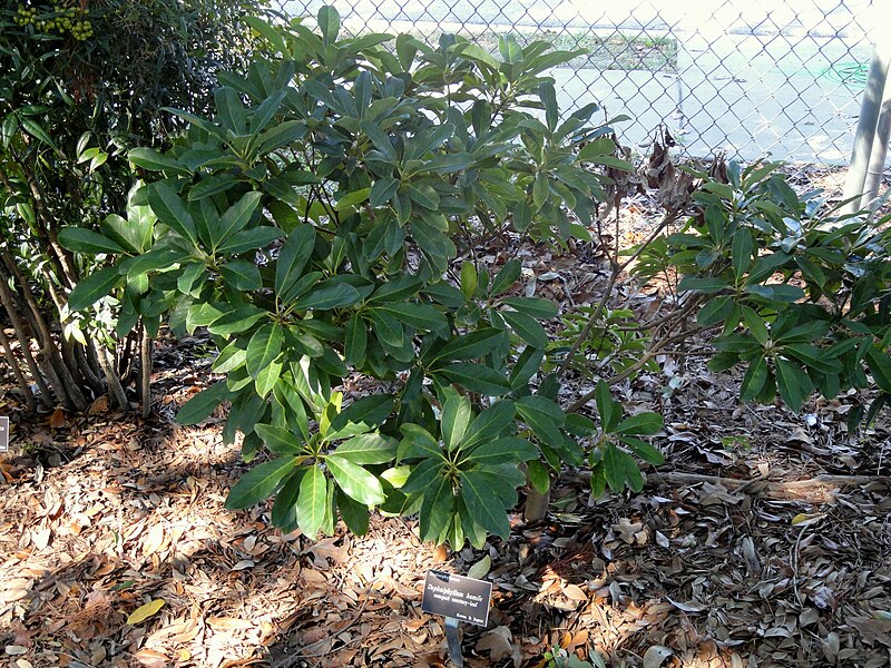 File:Daphniphyllum humile - J. C. Raulston Arboretum - DSC06129.JPG