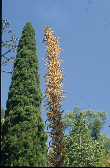 Datei:Dasylirion graminifolium Blütenstand IR.tif