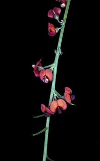 <i>Daviesia inflata</i> Species of flowering plant