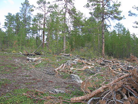 Tập_tin:Deforestation_Olkhon.JPG