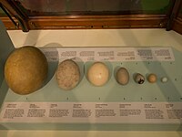 Elephant bird egg (far left) in comparison to other eggs, including ostrich egg (centre) and chicken egg (second from right)