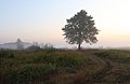 * Nomination Meadow at dawn near Desenka railway halt. European alder -- George Chernilevsky 00:01, 13 September 2019 (UTC) * Promotion  Support Good quality. --Podzemnik 00:23, 13 September 2019 (UTC)