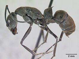 Diacamma scalpratum