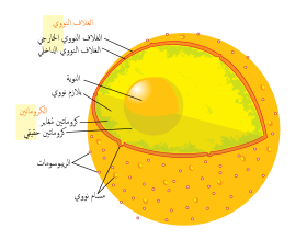 Diagram human cell nucleus ar.svg