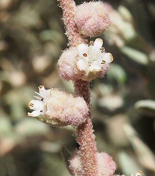 <i>Dicrastylis costelloi</i> Species of plant