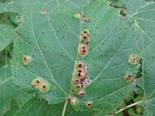 Galles de Didymomyia tiliacea (Latvia, Lettonie).