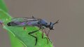 File:Dioctria hyalipennis.ogv